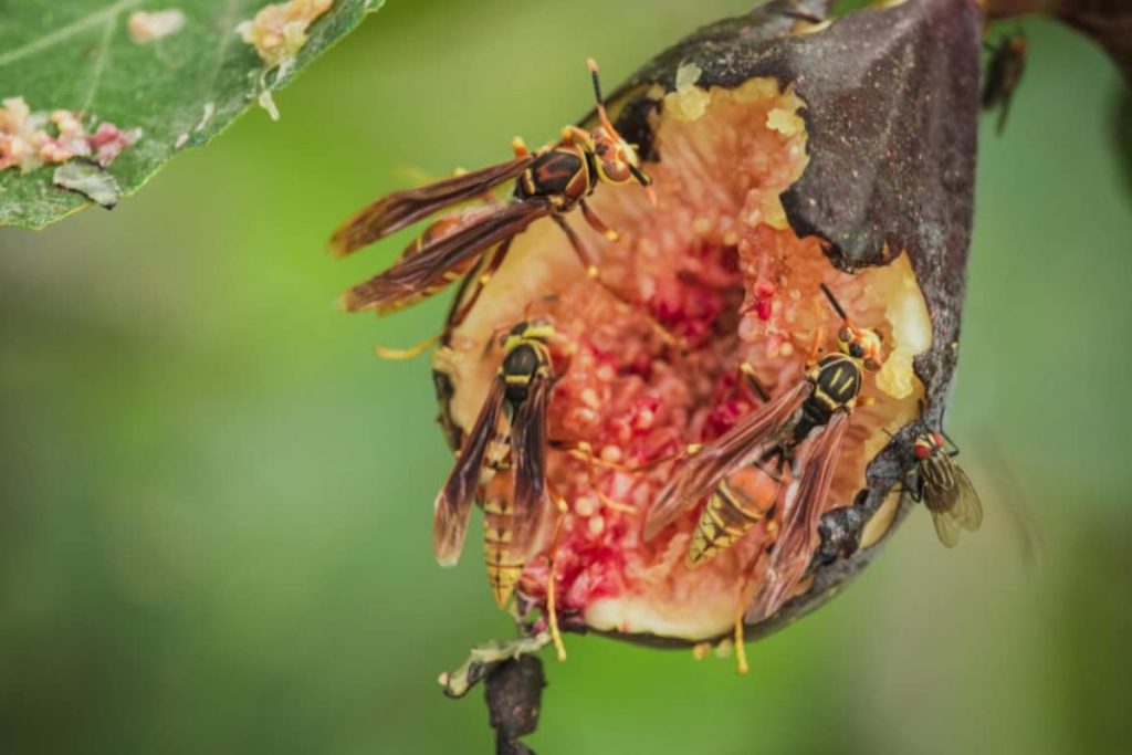pollinisation figuier